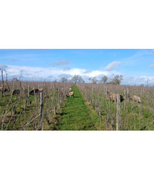 Des moutons à la Rebellerie