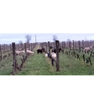 Des moutons à la Rebellerie !